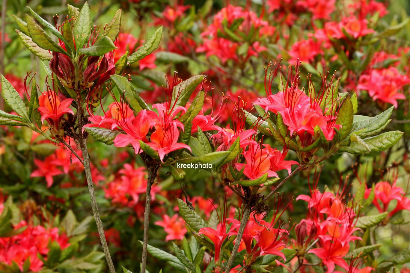 Rhododendron cumberlandense