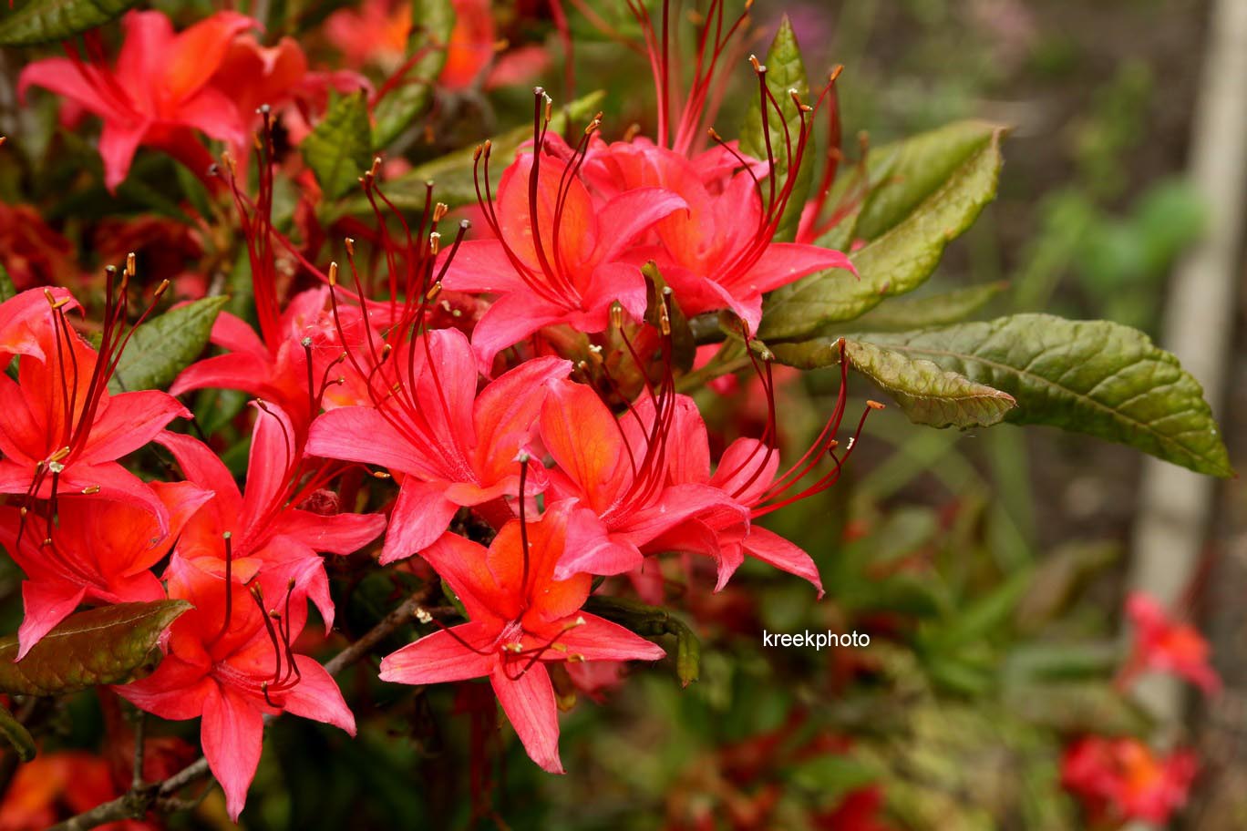 Rhododendron cumberlandense