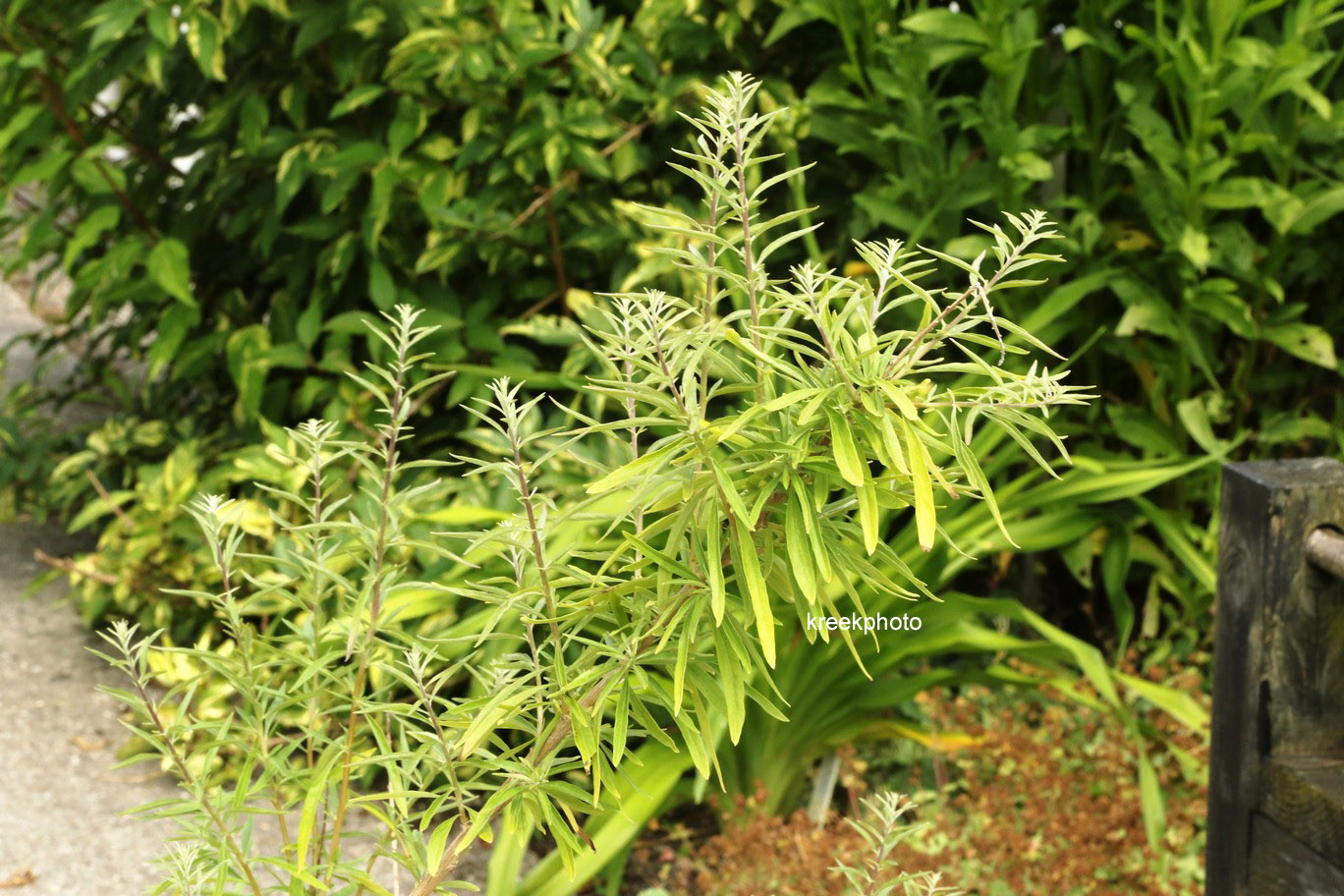 Aloysia polystachya