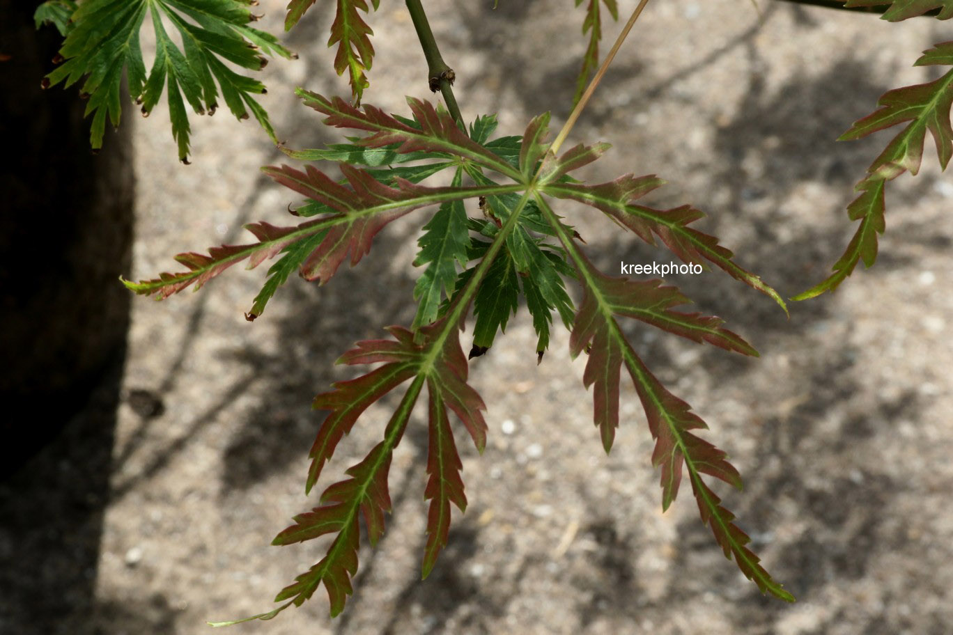 Acer japonicum 'Kujaku bato'