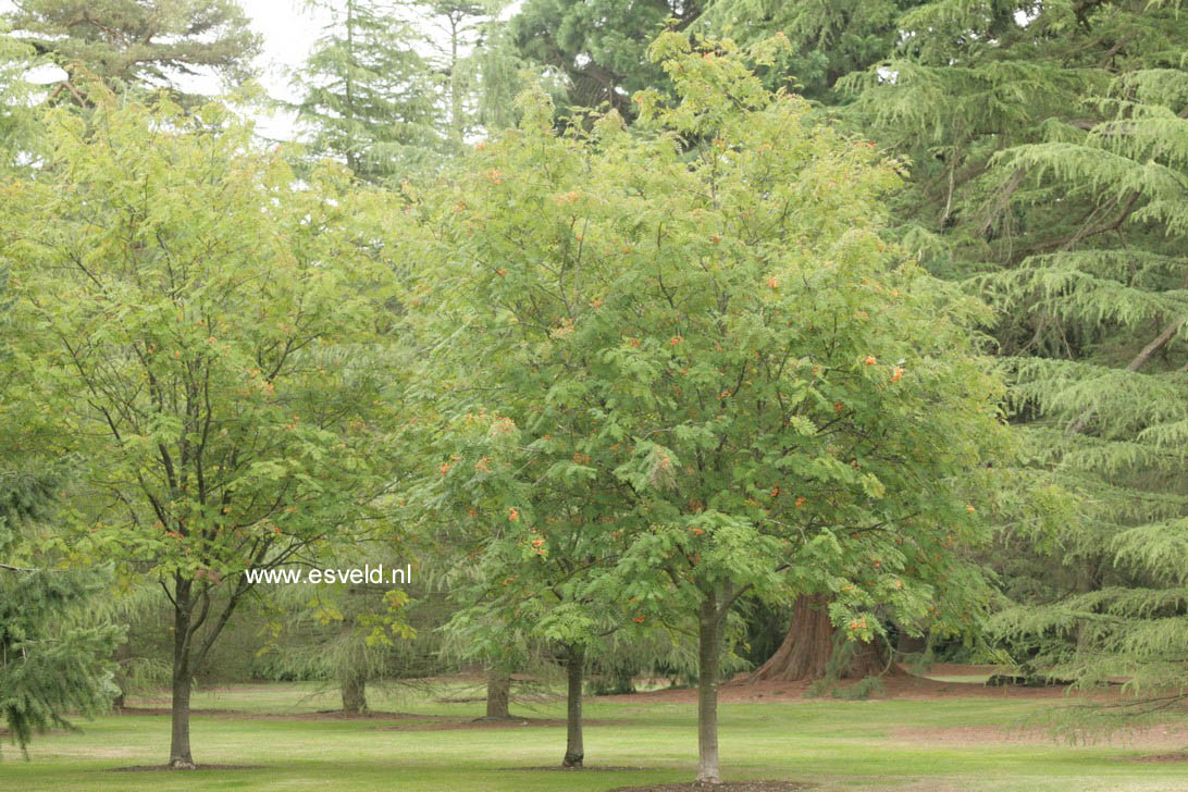 Sorbus arnoldiana 'Apricot Queen'