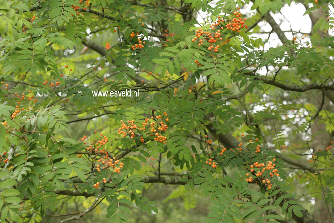 Sorbus arnoldiana 'Apricot Queen'