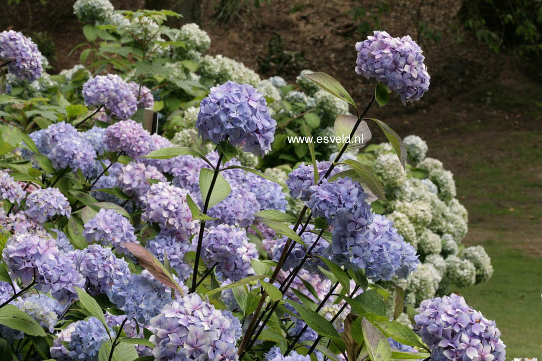 Hydrangea macrophylla 'Nigra'