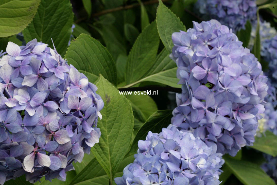 Hydrangea macrophylla 'Nigra'