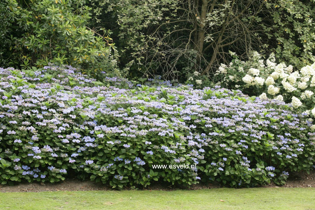 Hydrangea macrophylla 'Blaumeise' (syn.'Blue Sky')