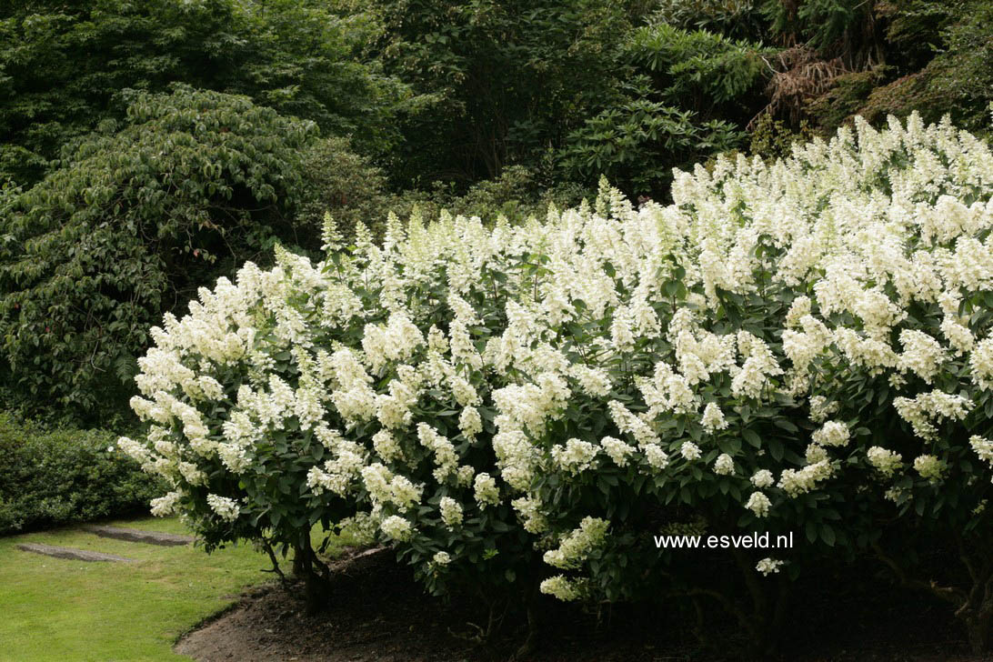 Hydrangea paniculata 'Tardiva'