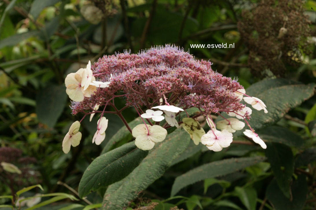 Hydrangea aspera 'Macrophylla'