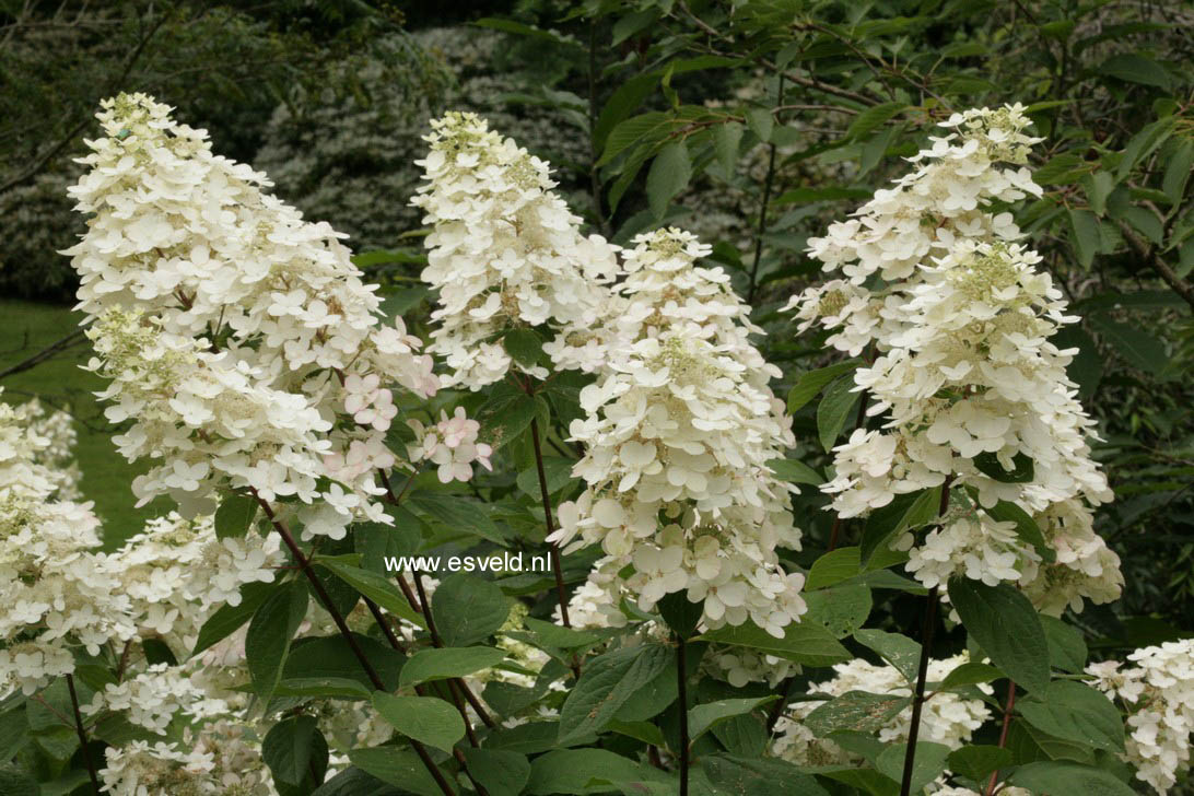 Hydrangea paniculata 'Brussel's Lace'