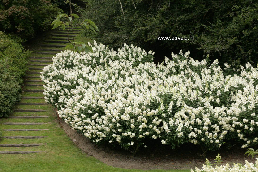 Hydrangea paniculata 'Tardiva'