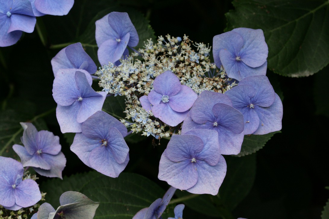 Hydrangea macrophylla 'Blaumeise' (syn.'Blue Sky')