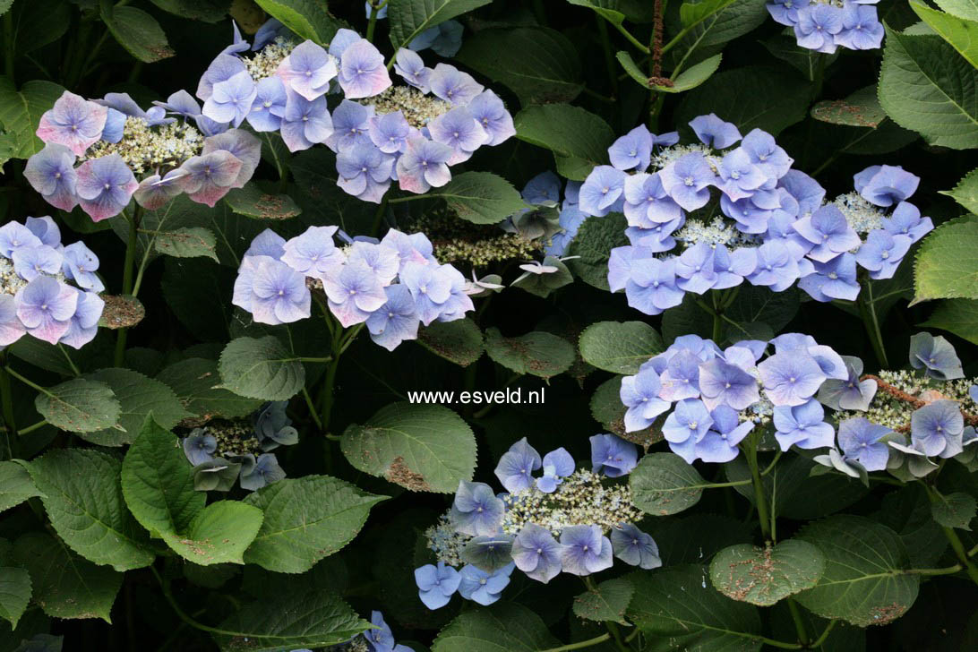 Hydrangea macrophylla 'Blaumeise' (syn.'Blue Sky')