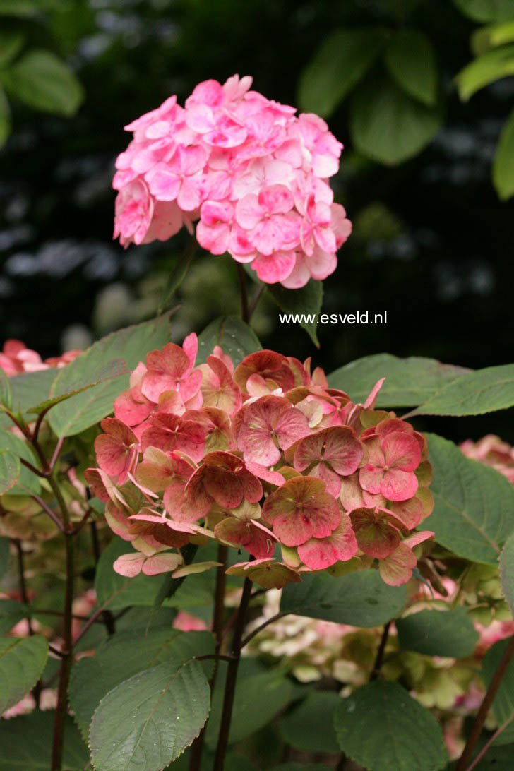 Hydrangea serrata 'Preziosa'