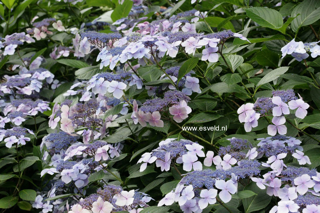 Hydrangea macrophylla 'Mariesii Perfecta'