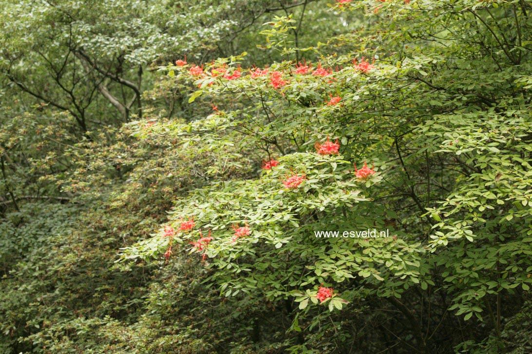 Rhododendron cumberlandense