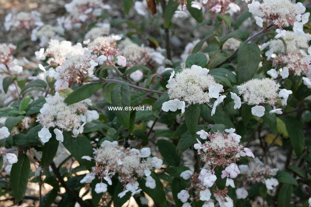 Hydrangea aspera 'Peter Chappell'