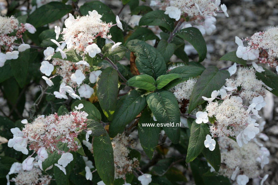 Hydrangea aspera 'Peter Chappell'