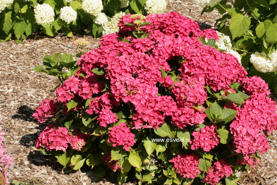 Hydrangea macrophylla 'Rosita'