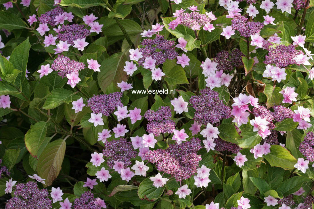 Hydrangea macrophylla 'Shamrock'