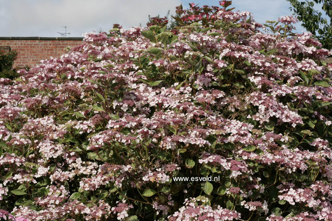 Hydrangea macrophylla 'Quadricolor'