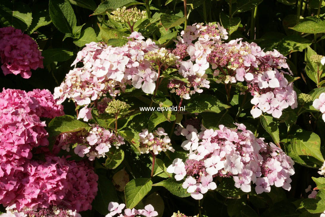 Hydrangea macrophylla 'Rosewarne Lace'