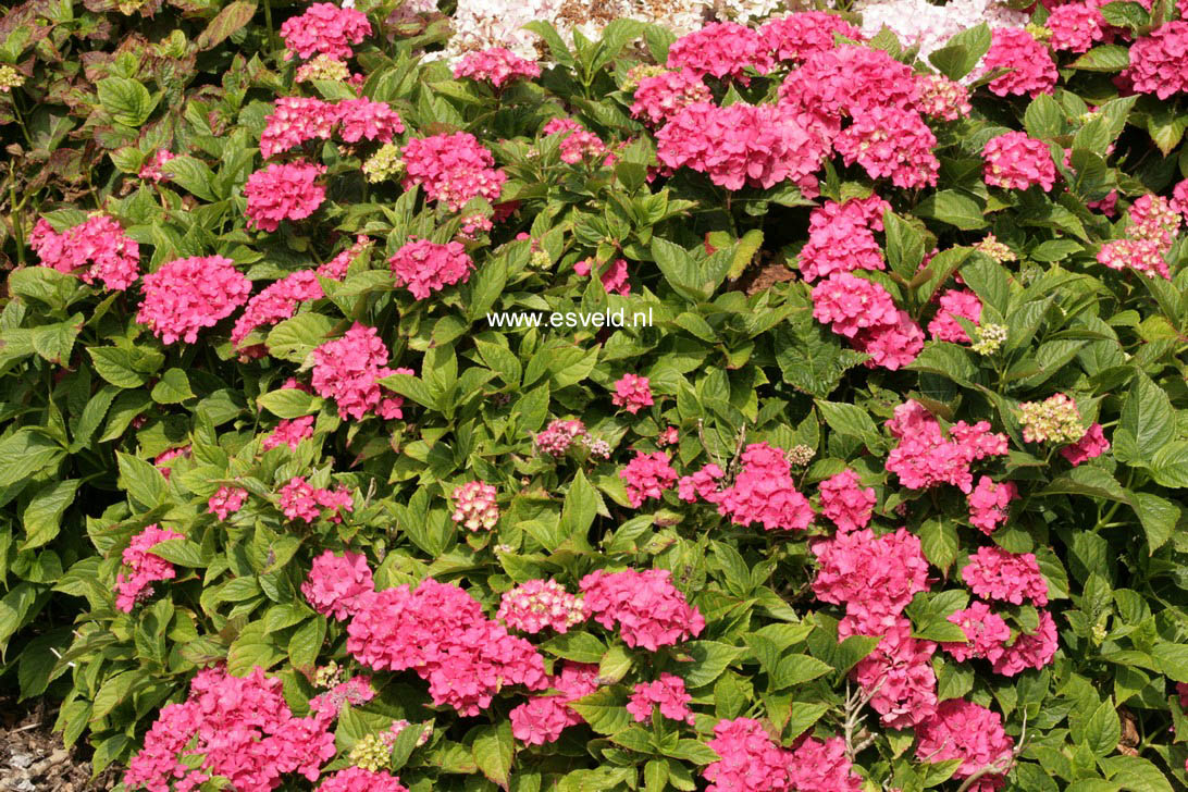 Hydrangea macrophylla 'Prima'