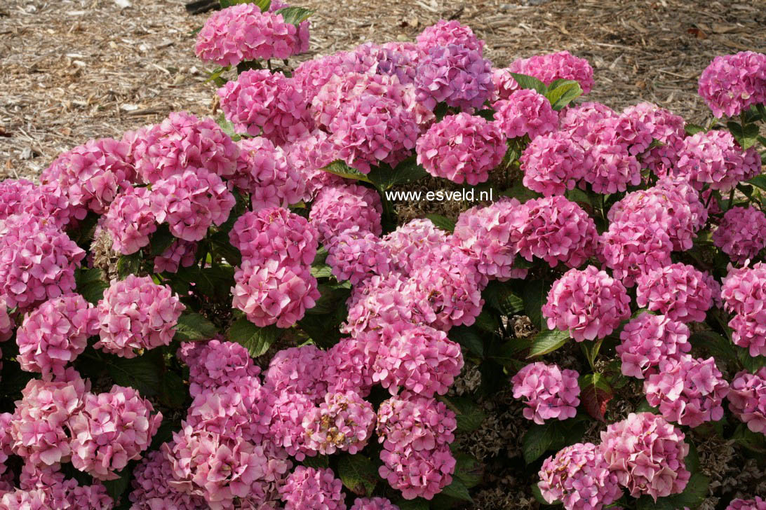 Hydrangea macrophylla 'Blauer Zwerg' (LAVBLAA)