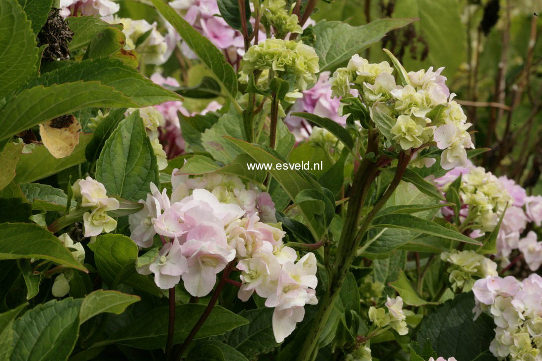 Hydrangea macrophylla 'Zhuni-hito'