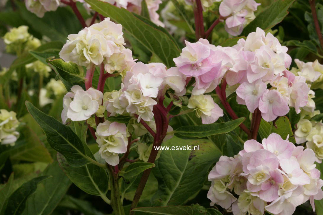 Hydrangea macrophylla 'Zhuni-hito'