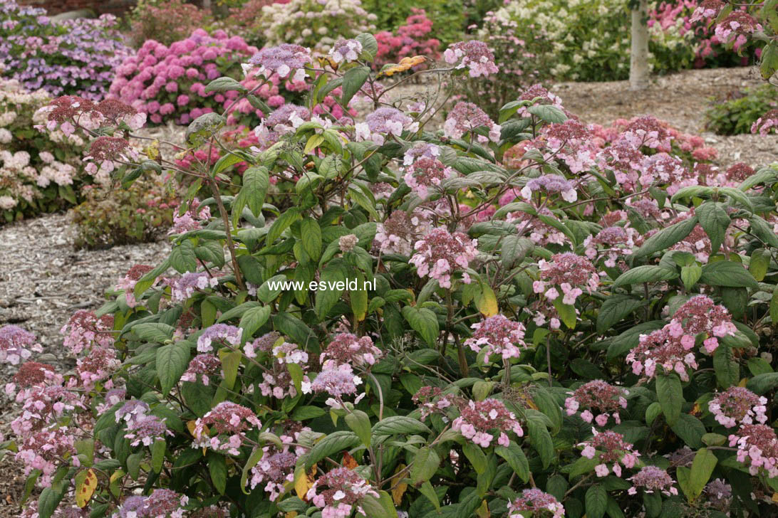 Hydrangea villosa 'Mauvette'