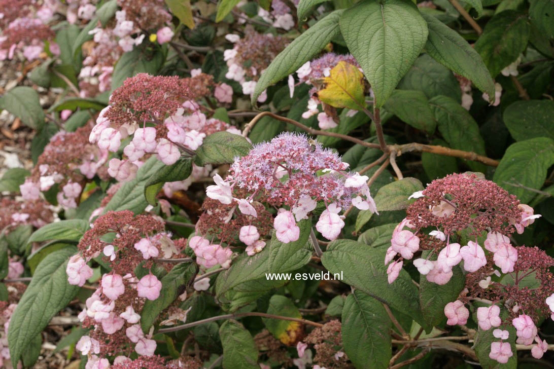 Hydrangea villosa 'Mauvette'