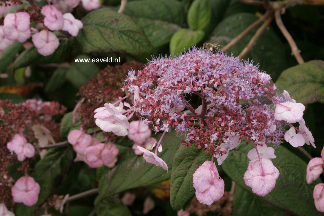 Hydrangea villosa 'Mauvette'