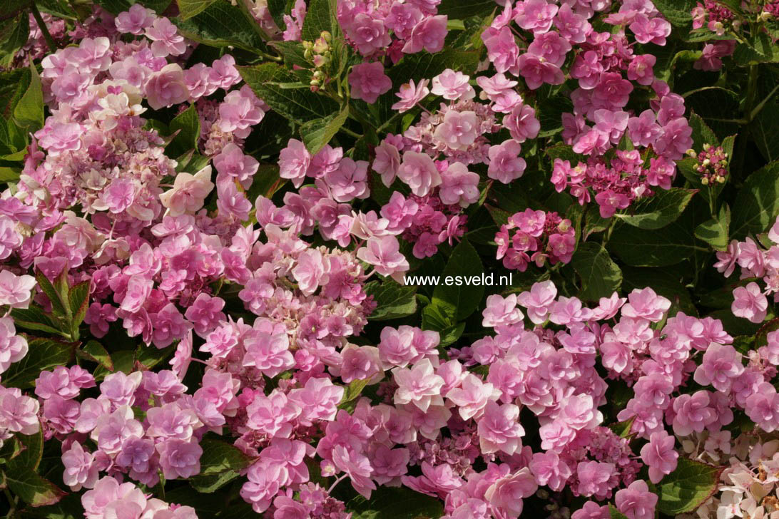 Hydrangea macrophylla 'Youmetwo' (ETERNITY)