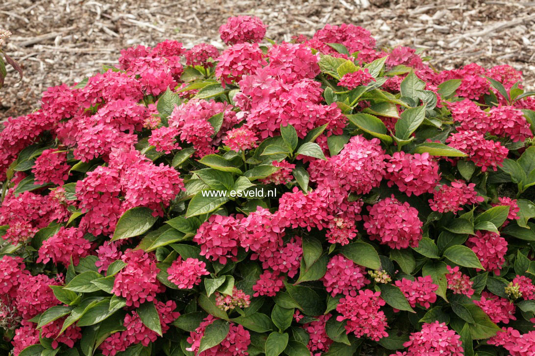 Hydrangea macrophylla 'Hoernli'