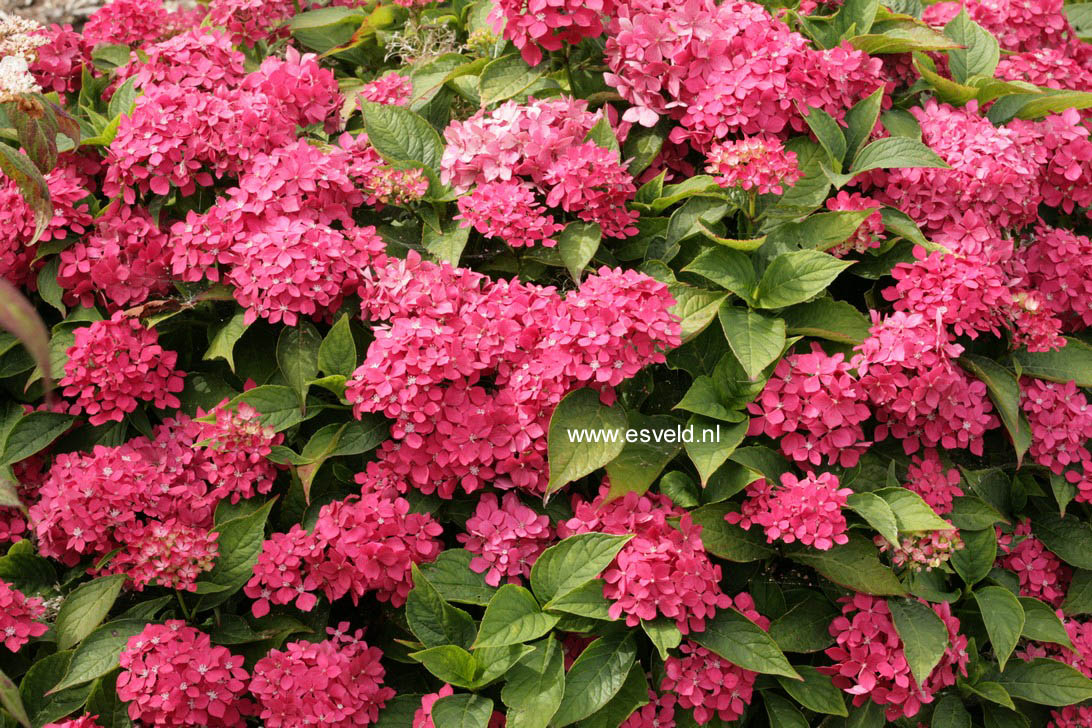 Hydrangea macrophylla 'Hoernli'