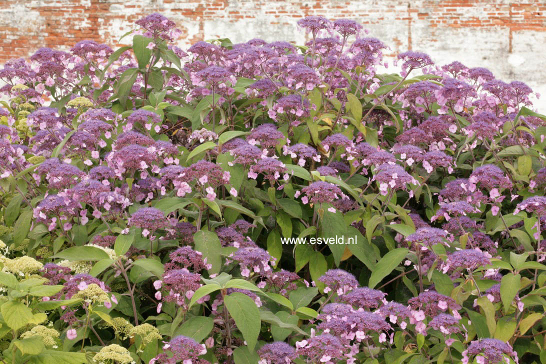 Hydrangea aspera 'Sam McDonald'