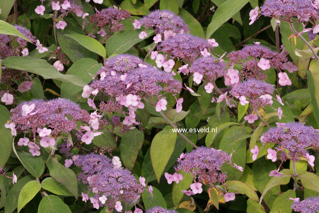 Hydrangea aspera 'Sam McDonald'