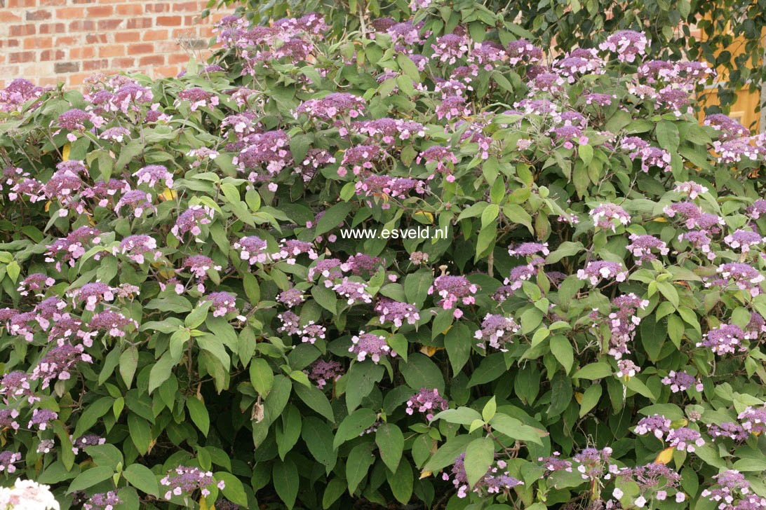 Hydrangea villosa 'Anthony Bullivant'