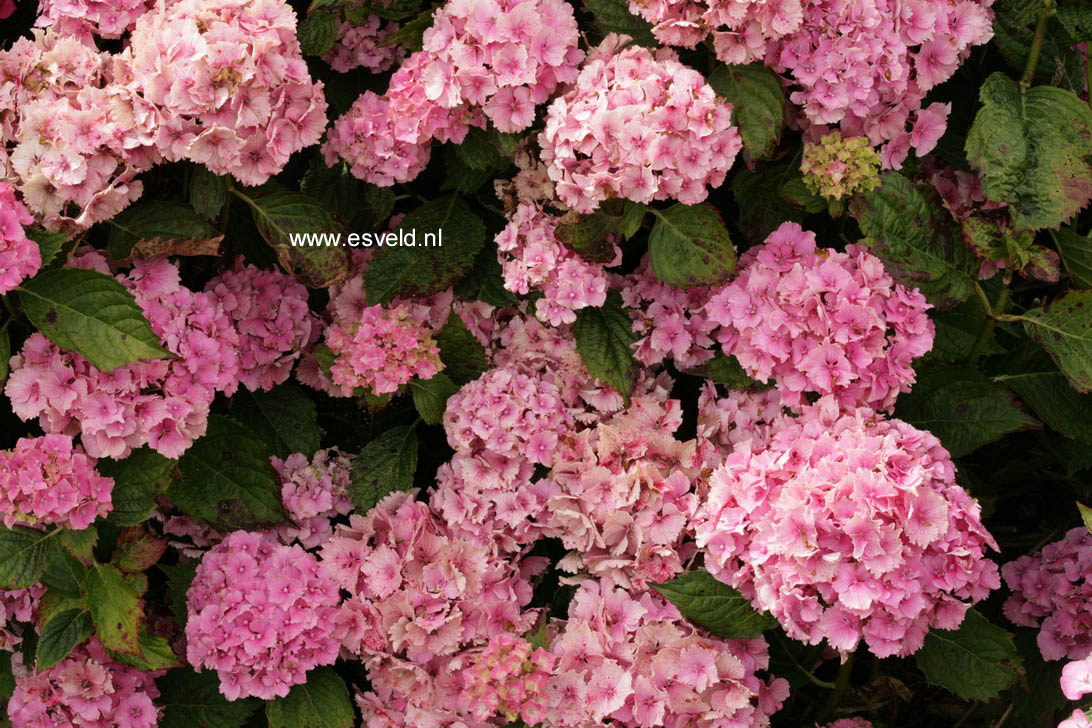 Hydrangea macrophylla 'Lancelot'