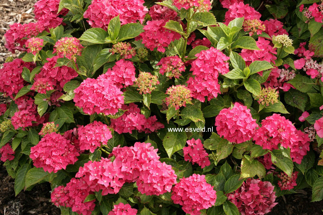 Hydrangea macrophylla 'Vorster Frührot'