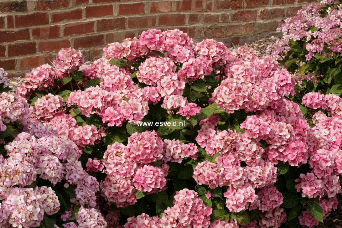 Hydrangea macrophylla 'Lemmenhof'