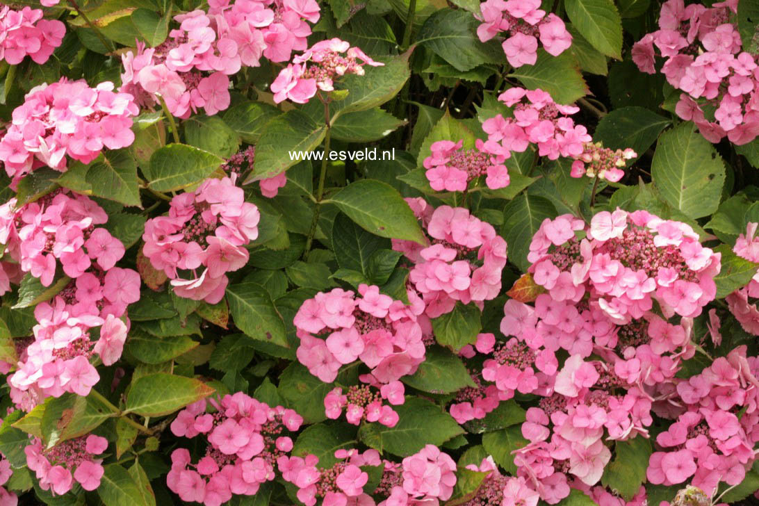 Hydrangea macrophylla 'Geisha'