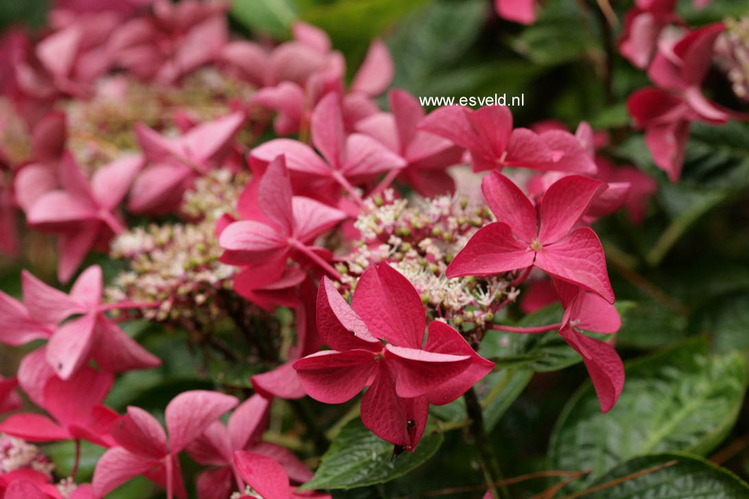 Hydrangea macrophylla 'Rotschwanz'