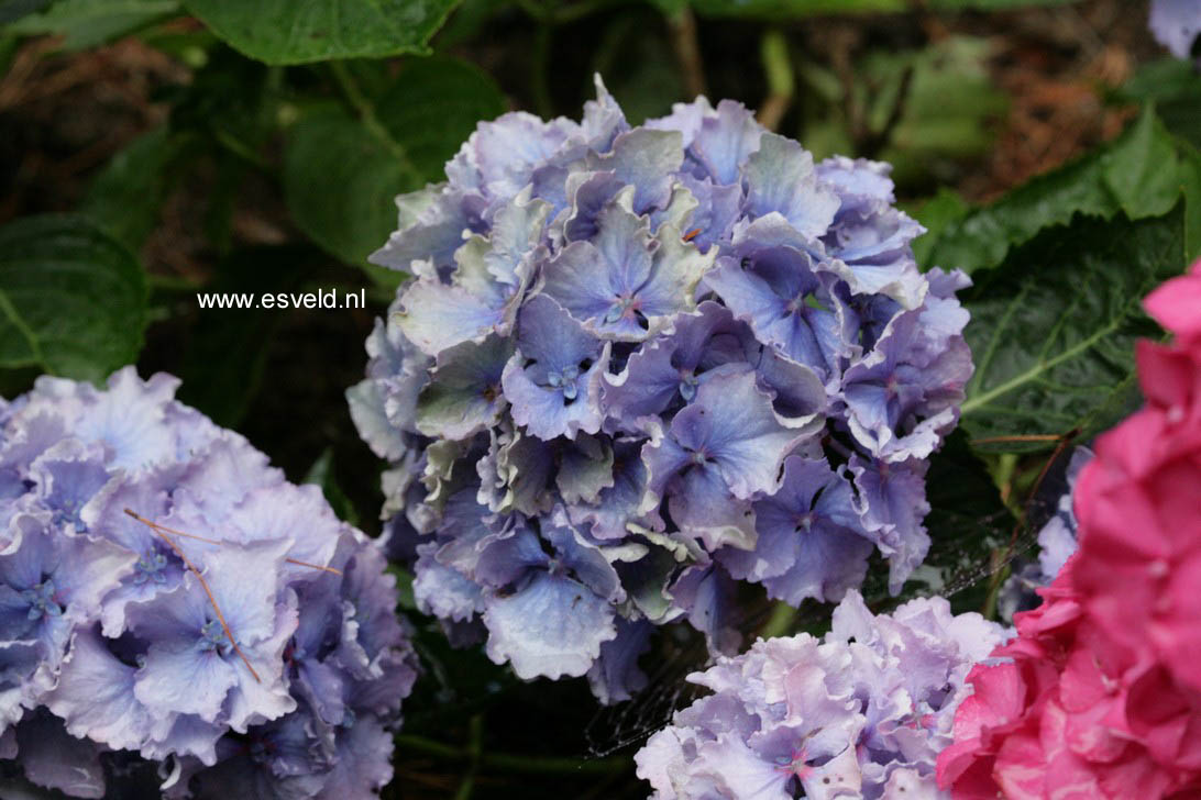 Hydrangea macrophylla 'Spike' (BEAUTENSIA)