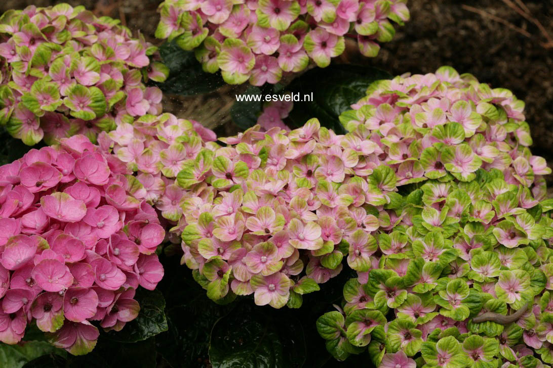 Hydrangea macrophylla 'Hokomac' (MAGICAL CORAL)