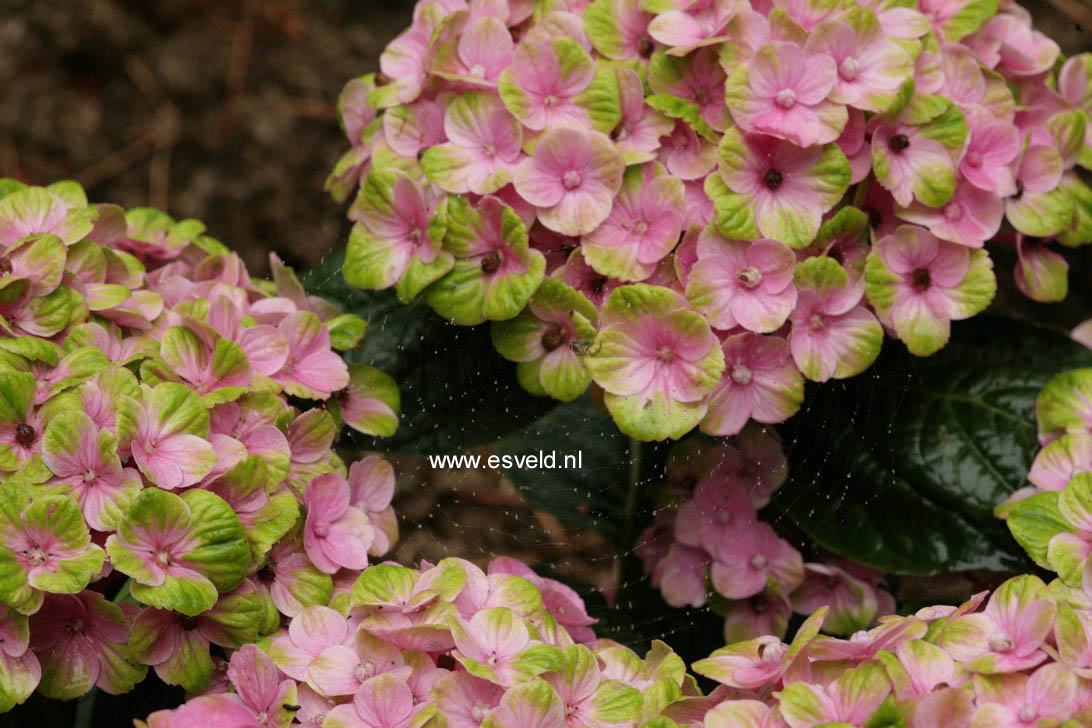 Hydrangea macrophylla 'Hokomac' (MAGICAL CORAL)