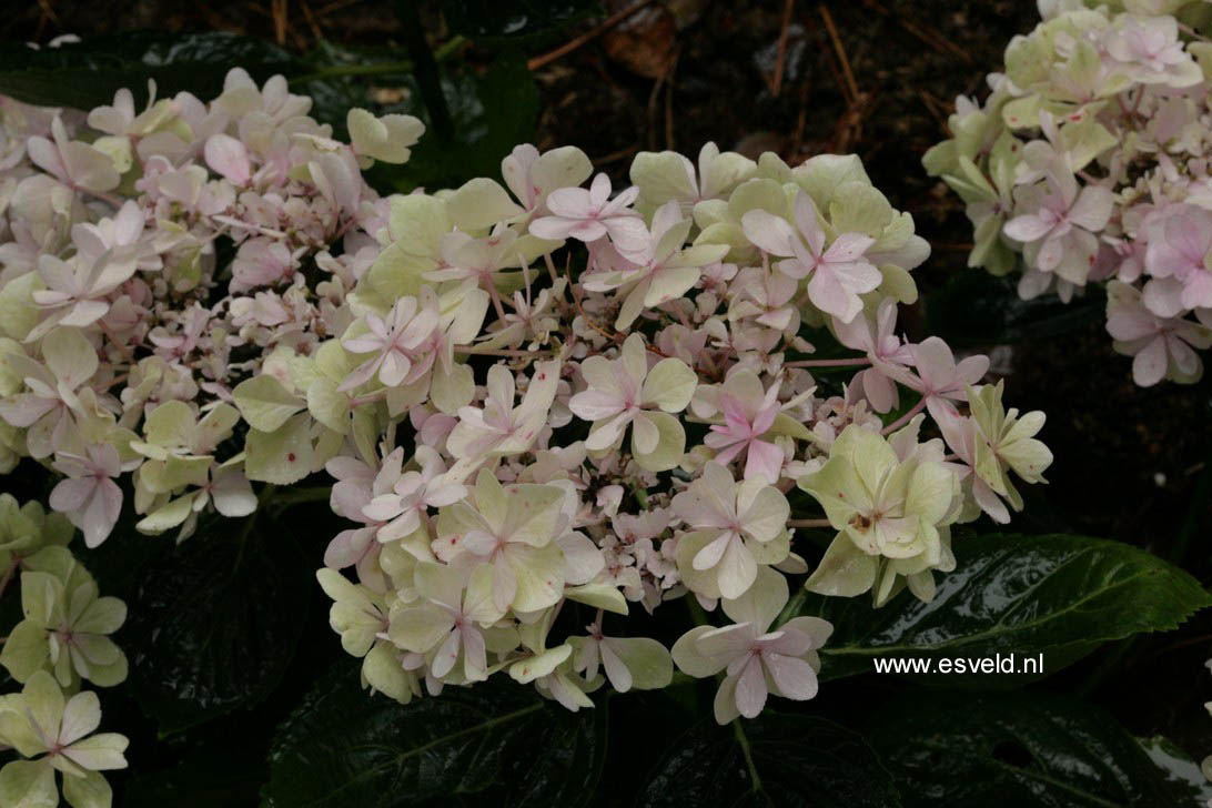 Hydrangea macrophylla 'Youmefour' (PASSION)