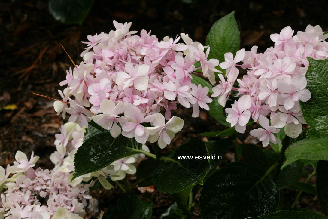 Hydrangea macrophylla 'Youmefour' (PASSION)