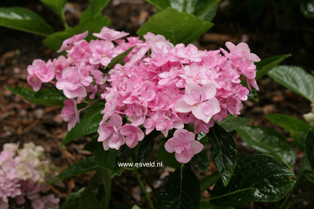 Hydrangea macrophylla 'Youmetwo' (ETERNITY)