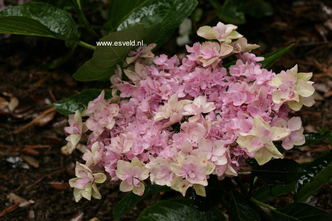 Hydrangea macrophylla 'Youmetwo' (ETERNITY)