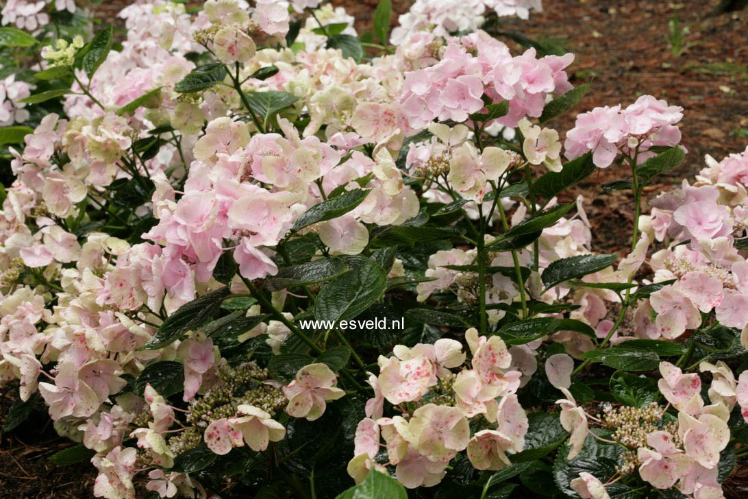 Hydrangea macrophylla 'Hobella' (HOVARIA)